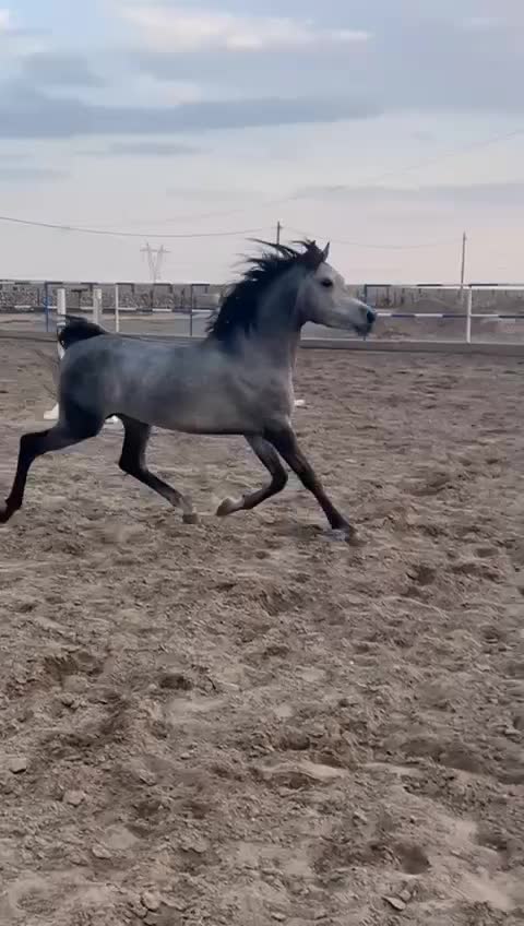 فروش اسب اصیل عرب دو سر عرب خالص|اسب و تجهیزات اسب‌سواری|بندرعباس, |دیوار