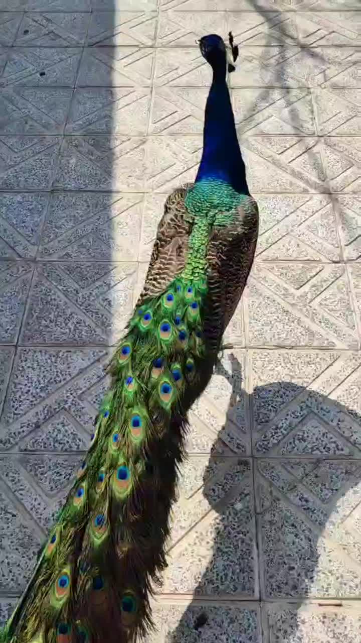 طاووس و پرنده زینتی|پرنده|تهران, گلستان (شهرک راه آهن)|دیوار