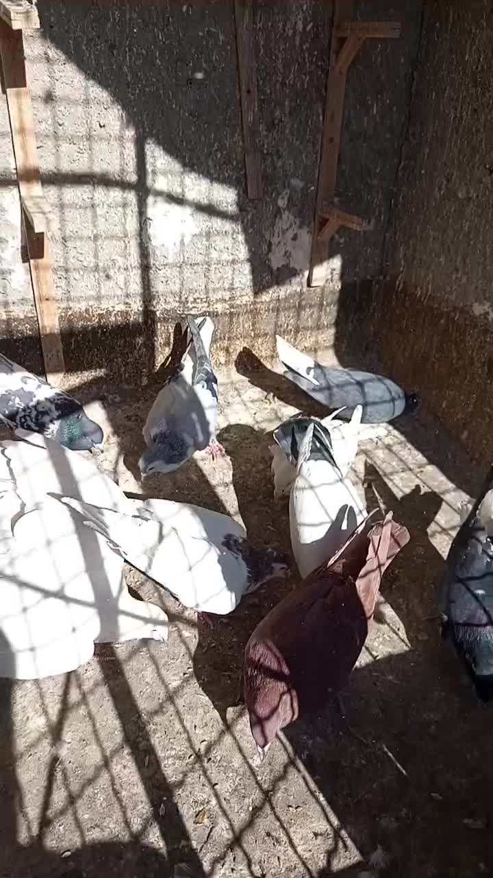 کفتر|پرنده|مشهد, شهید قربانی|دیوار