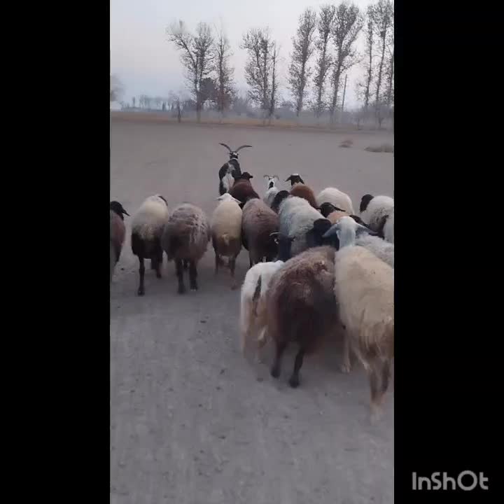 نربز|حیوانات مزرعه|جوادآباد, |دیوار