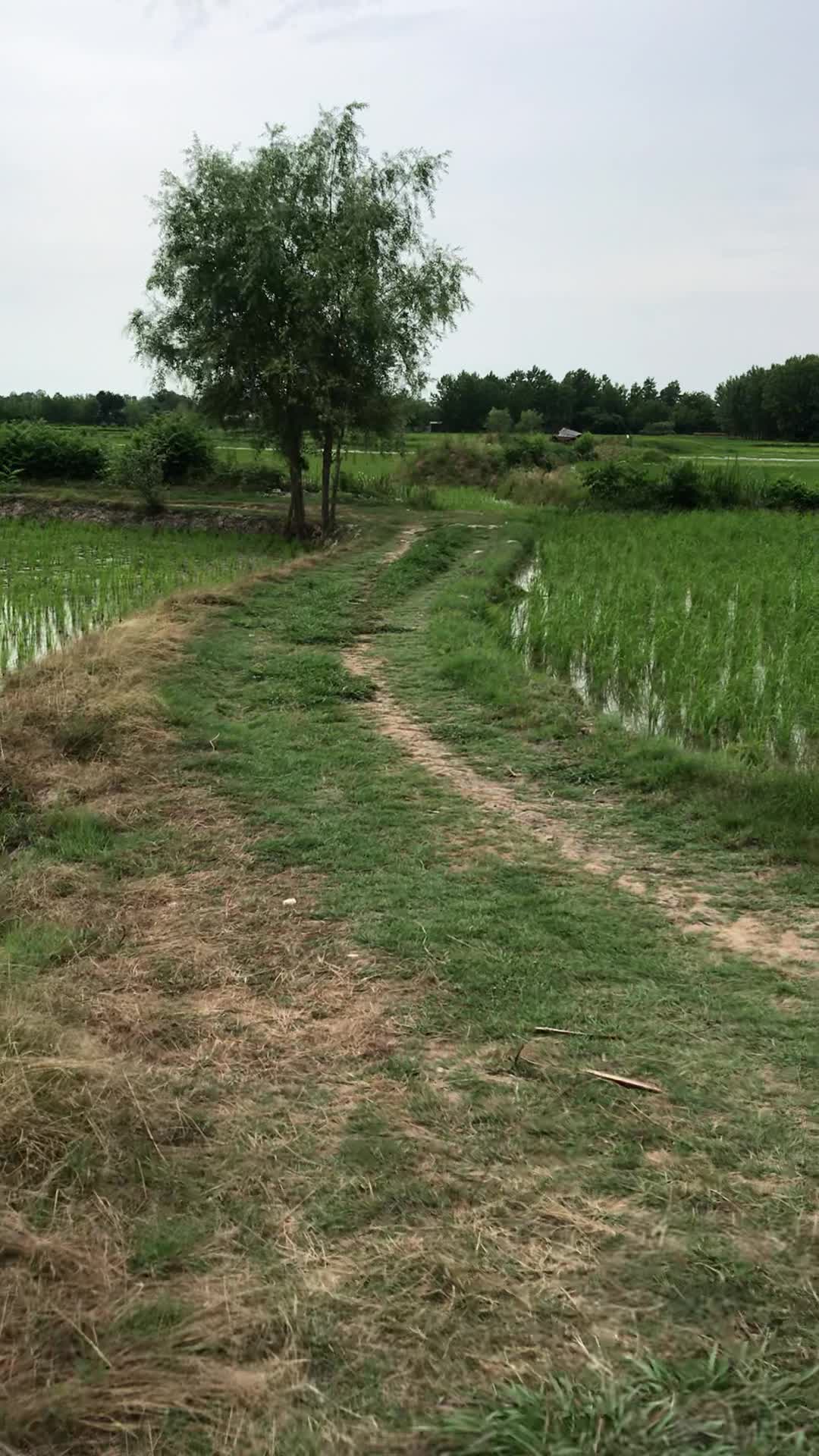 ۱۱۲۰۰ متر زمین کشاورزی شالیزار|فروش زمین و ملک کلنگی|خمام, |دیوار