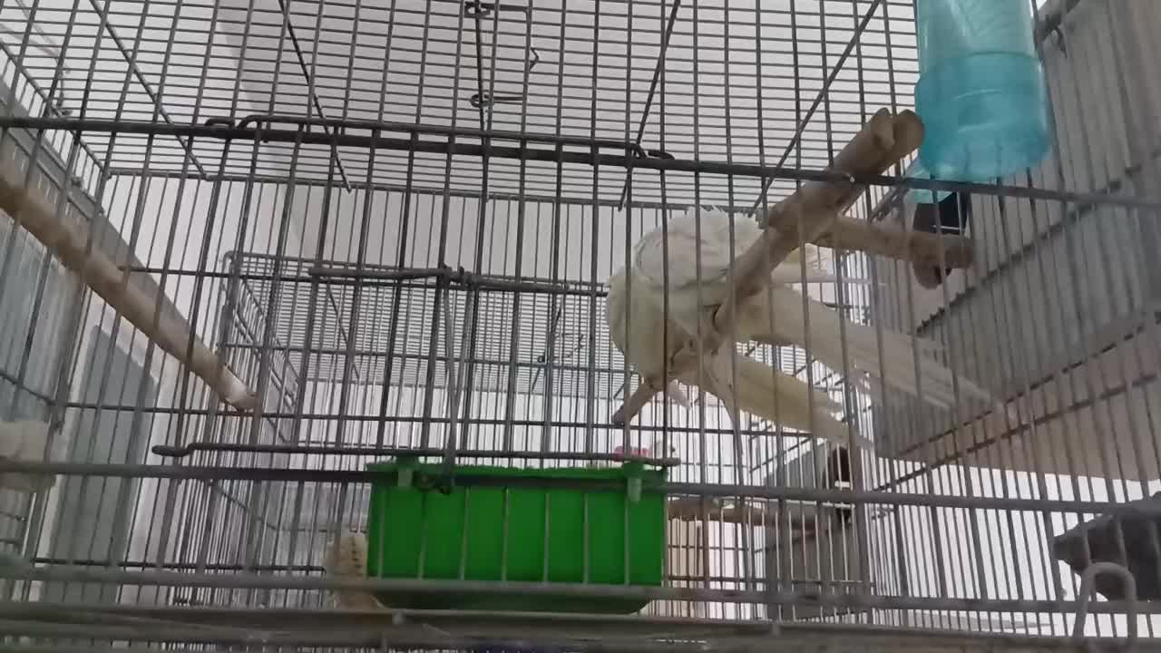 عروس هلندی مولد کیفیتی|پرنده|پاکدشت, پاکدشت (مامازند)|دیوار