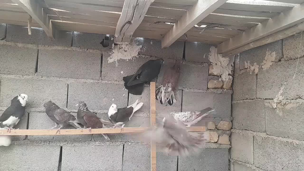 کبوتر پرشی|پرنده|آران و بیدگل, |دیوار