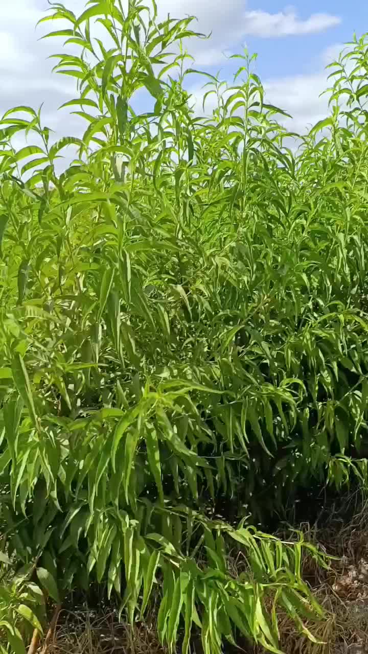 نهال های سردسیر انواع بادام امکان پرداخت درمحل شما|خدمات باغبانی و درختکاری|سمنان, |دیوار