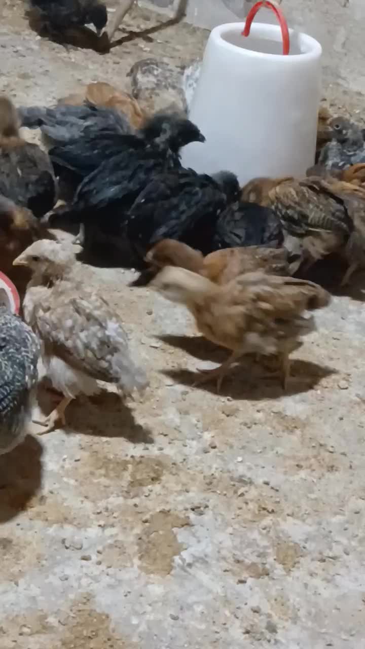 جوجه مرغ|حیوانات مزرعه|سیرجان, |دیوار