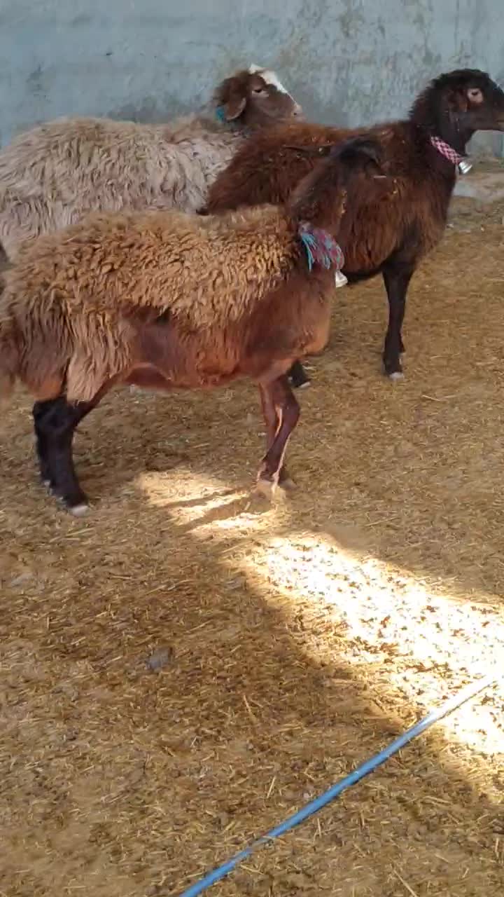 میش.بز.بازغاله.بره|حیوانات مزرعه|نجفآباد, کهریزسنگ|دیوار