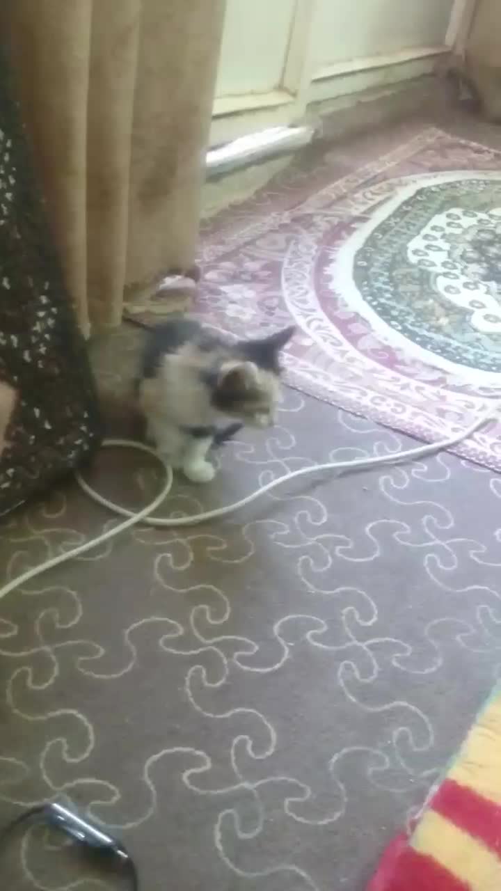 واگذاری گربه|گربه|قم, بنیاد|دیوار