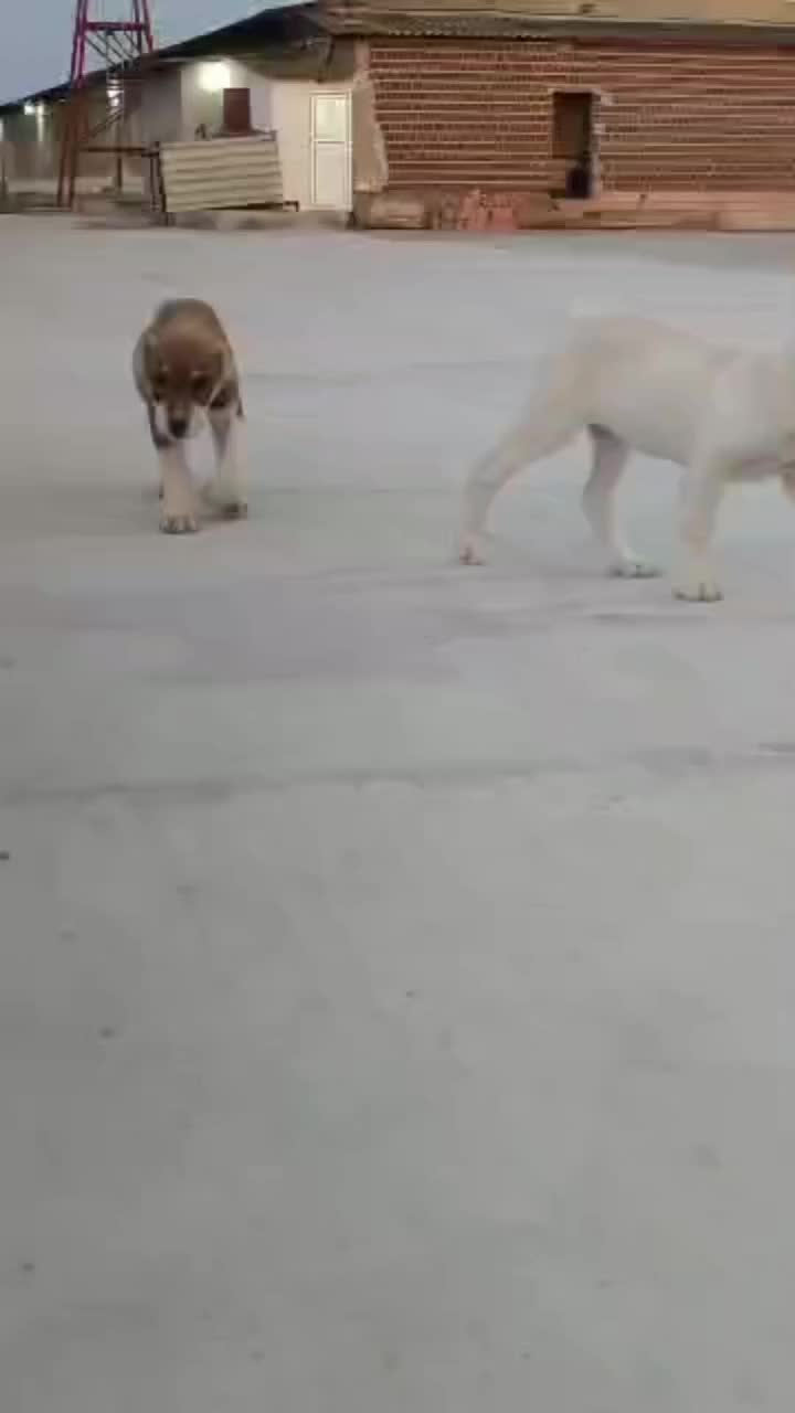 توله نرو ماده|سگ|تهران, تهرانپارس غربی|دیوار