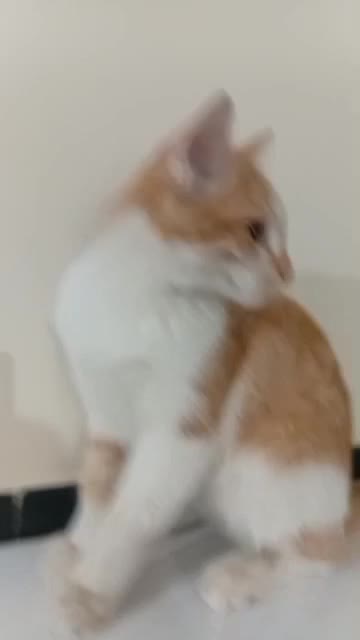 پیشی های ۵ ماهه زرد نر توسی و مشکی  ماده|گربه|کرمانشاه, |دیوار