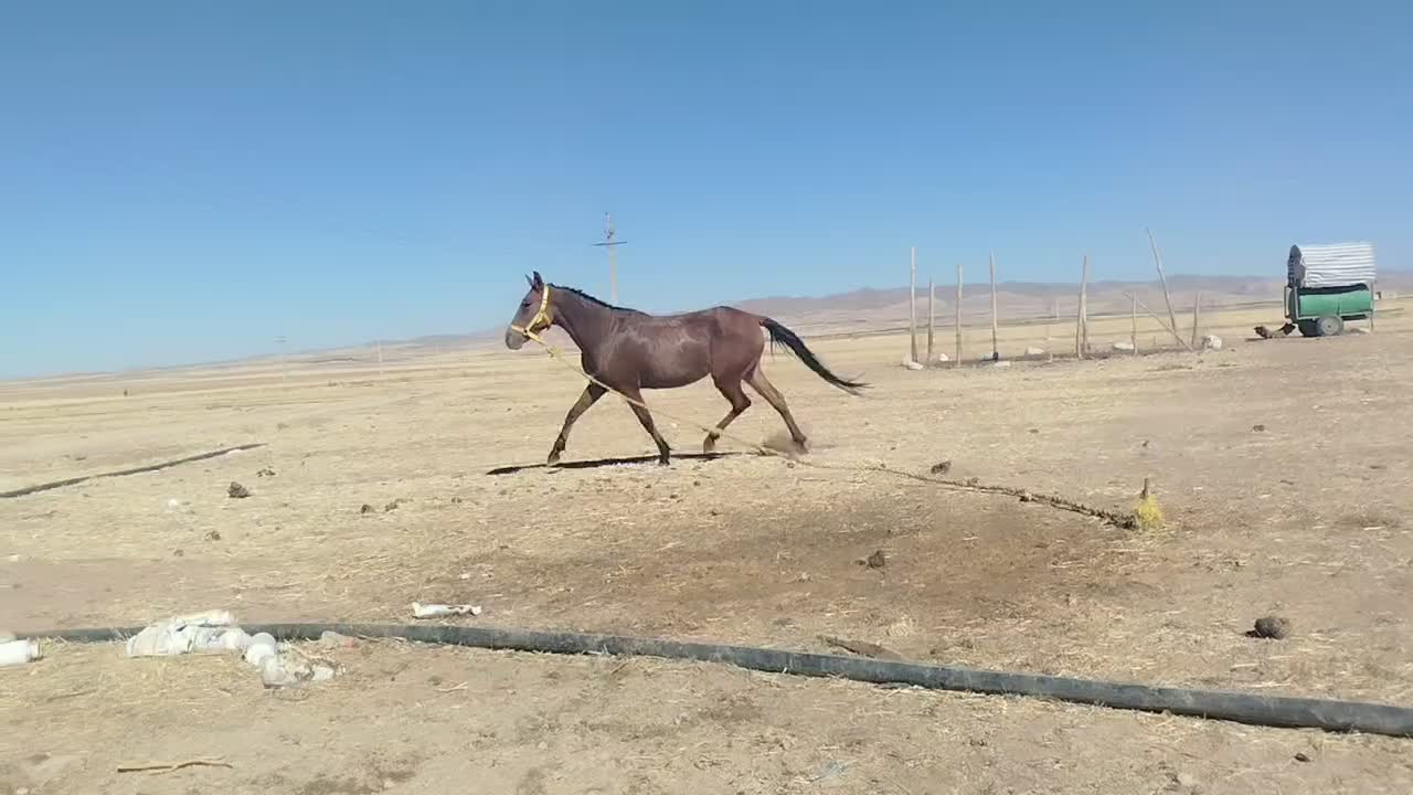 مادیان 4سال|اسب و تجهیزات اسب‌سواری|کبودرآهنگ, |دیوار