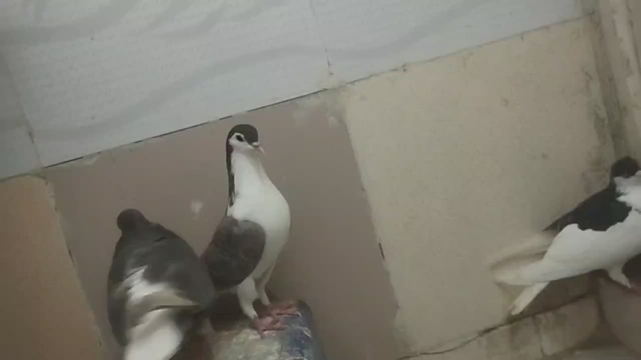 ساده|پرنده|مشهد, شهرک مهرگان|دیوار