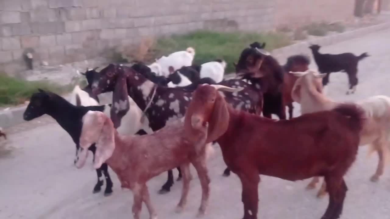 بزوپازن اوسن وبرخورده|حیوانات مزرعه|خورموج, |دیوار