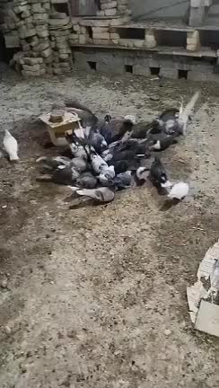 کبوتر جوان|پرنده|خمینیشهر, |دیوار