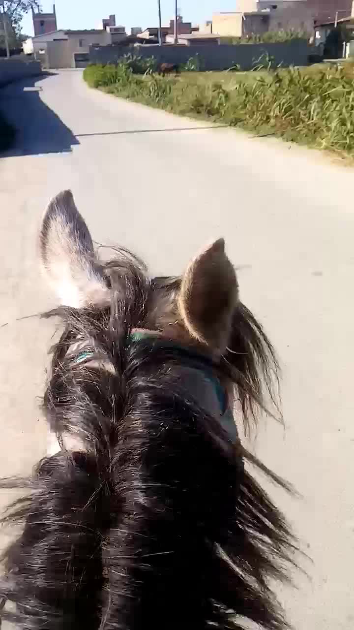 اسب مادیان|اسب و تجهیزات اسبسواری|گرگان, |دیوار