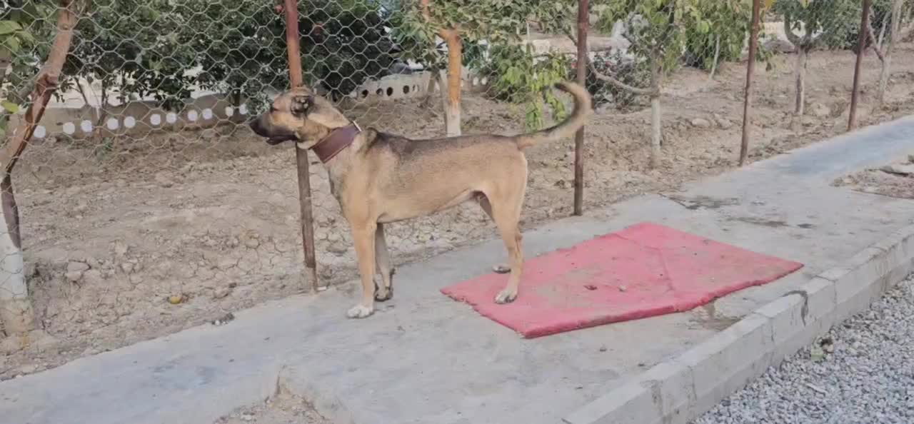 سگ سرابی ۱۴ماهه نر|سگ|ماهدشت, |دیوار