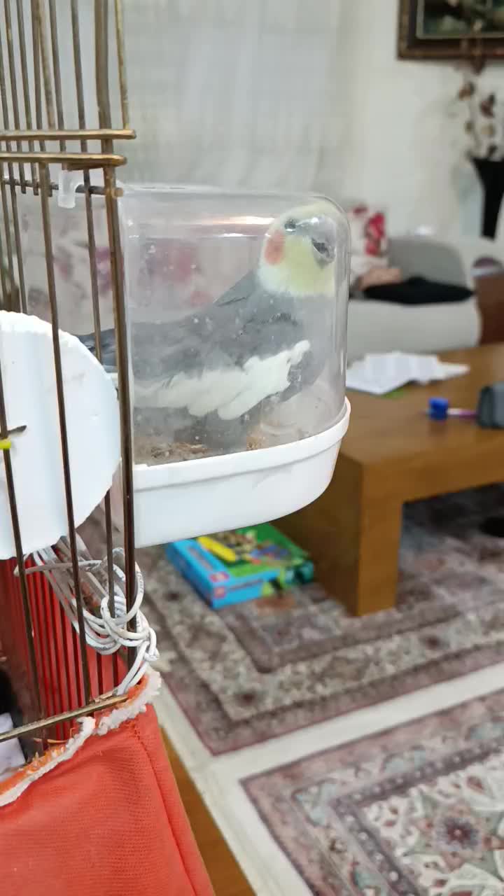 عروس هلندی نر سخنگو|پرنده|کرمانشاه, |دیوار