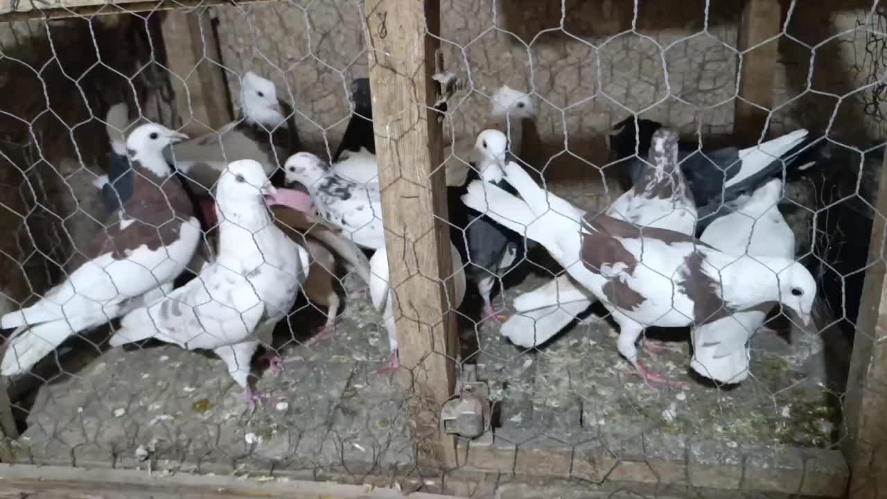 کبوتر|پرنده|زرنه, |دیوار