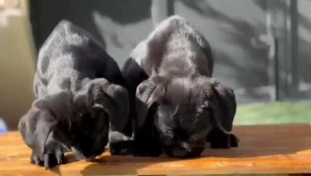 کین کورسو|سگ|تهران, پردیسان|دیوار