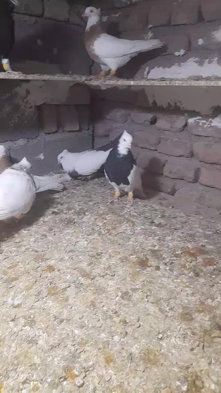 پرنده کبوتر یا کفتر|پرنده|قزوین, |دیوار