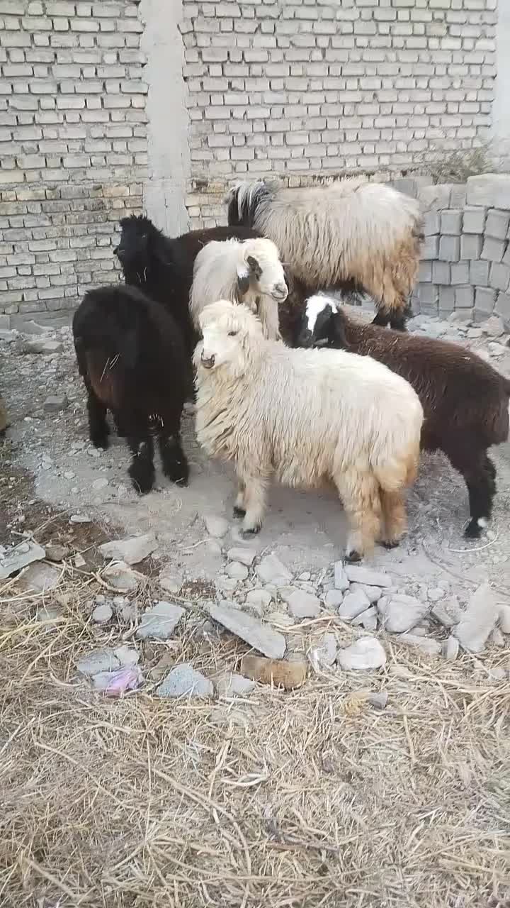 فروش 10عدد بره نر و ماده|حیوانات مزرعه|شیراز, باغشهر قصر سبز|دیوار
