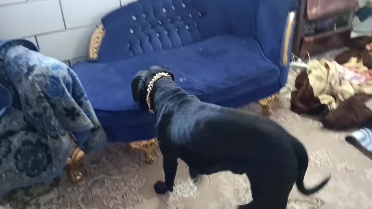 کین کورسو|سگ|خمین, |دیوار