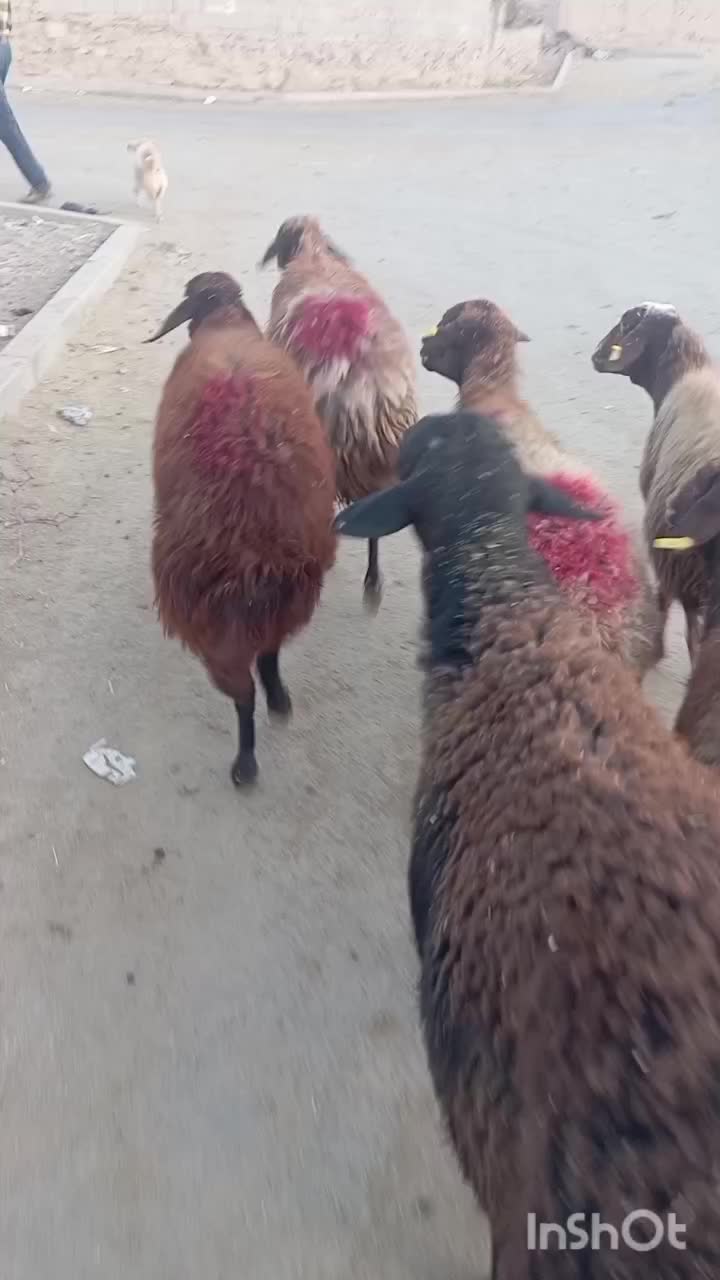 میش افشاری|حیوانات مزرعه|تربت جام, جامرود|دیوار