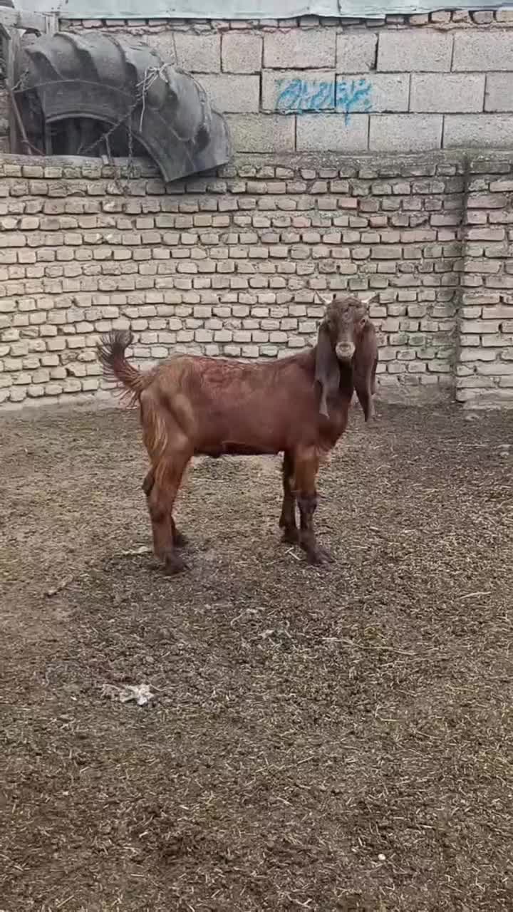 بزغاله نر پاکستانی اصل ،مخصوص تخمی|حیوانات مزرعه|آق قلا, |دیوار