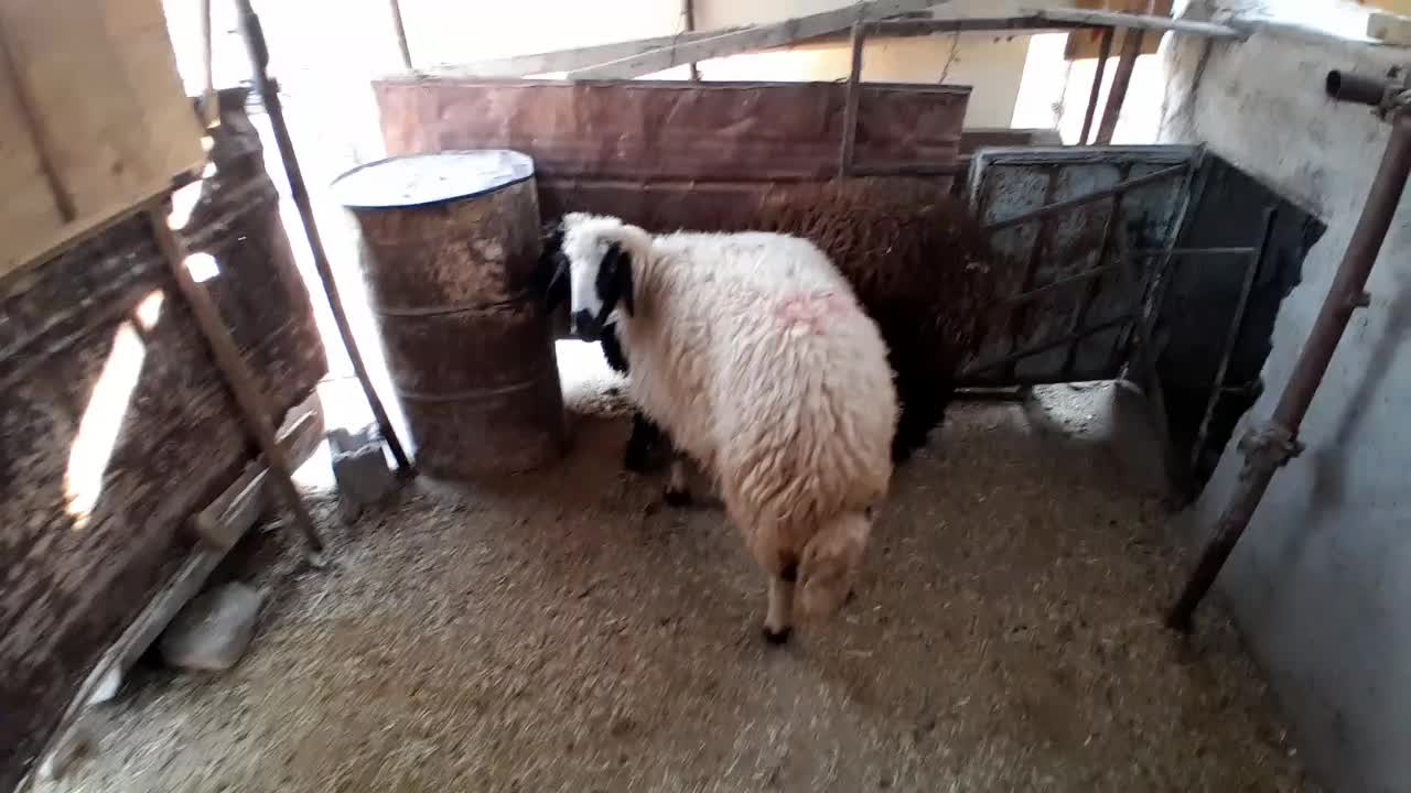 گوسفند بره|حیوانات مزرعه|کارون, |دیوار