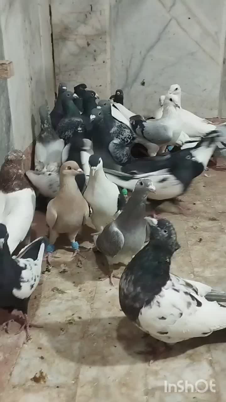 کفتر|پرنده|چناران, |دیوار