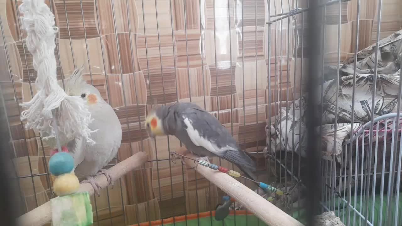 یک جفت عروس هلندی نر وماده|پرنده|سامان, |دیوار