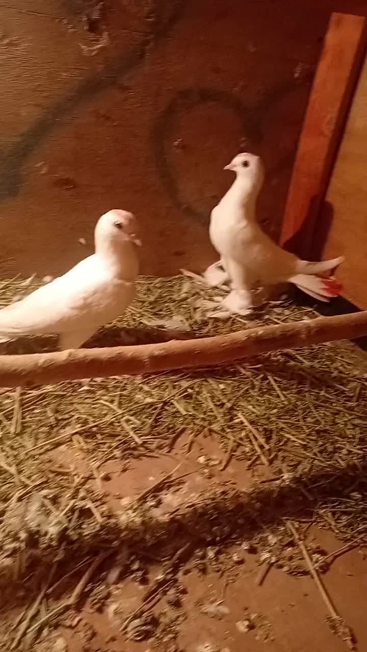 لوطی درجه یک|پرنده|مرند, |دیوار