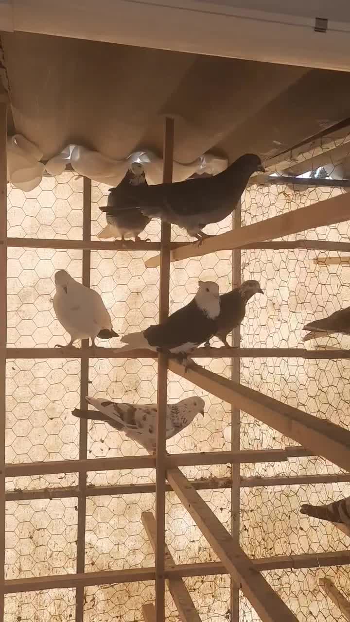 کفتر|پرنده|شهر ری, دولتآباد|دیوار