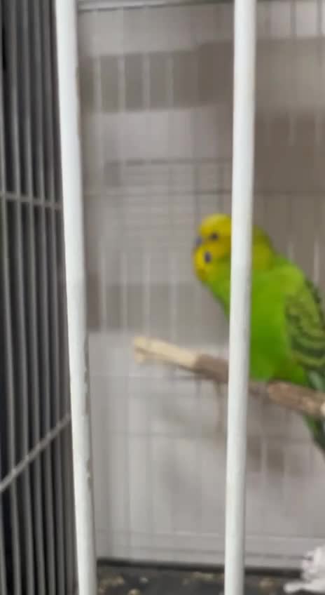 استثنایی ترین مرغ عشق سخنگو ایران|پرنده|مشهد, آزادشهر|دیوار