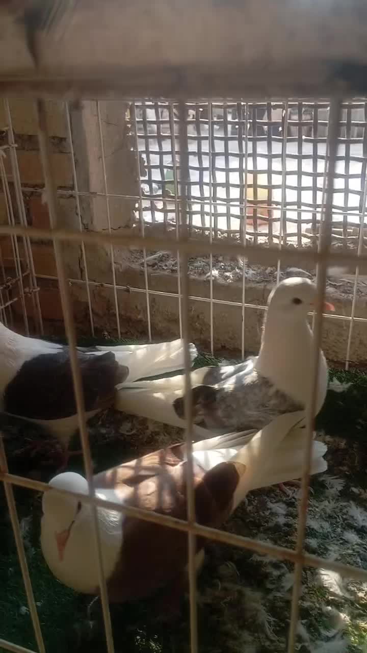 کبوتر تهرانی دو کت 3عدد ،2ماده.1نر|پرنده|دیلم, |دیوار