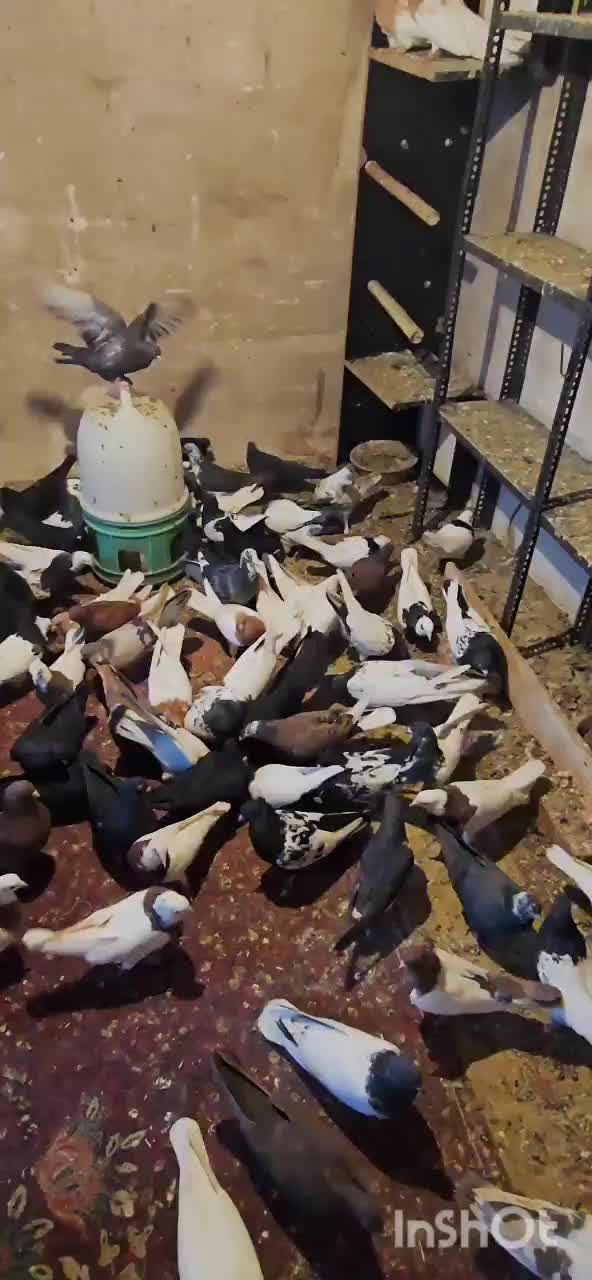 سالم|پرنده|کشاورز, |دیوار