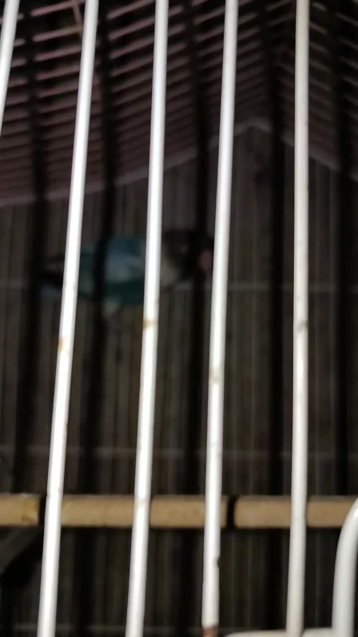 برزیلی نر فیشر نیمه دستی|پرنده|هشتگرد, هشتگرد قدیم|دیوار