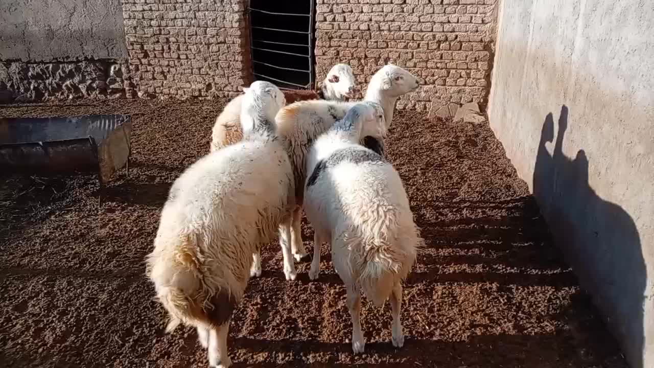 قوچ|حیوانات مزرعه|سیلاخور, |دیوار