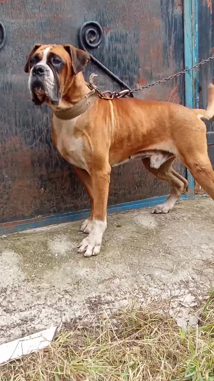 واگذاری یک عدد باکسر نر کیفیت بالا|سگ|رشت, گیل|دیوار