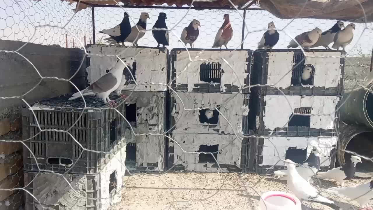 به دلیل نگه داشتن|پرنده|دهرم, |دیوار