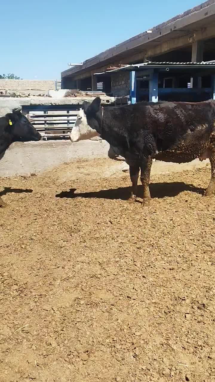 گاو|حیوانات مزرعه|مرودشت, بهارستان|دیوار