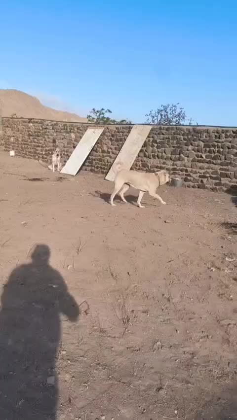 سگ توله ماده سرابی 6 ماهه|سگ|تهران, صادقیه|دیوار