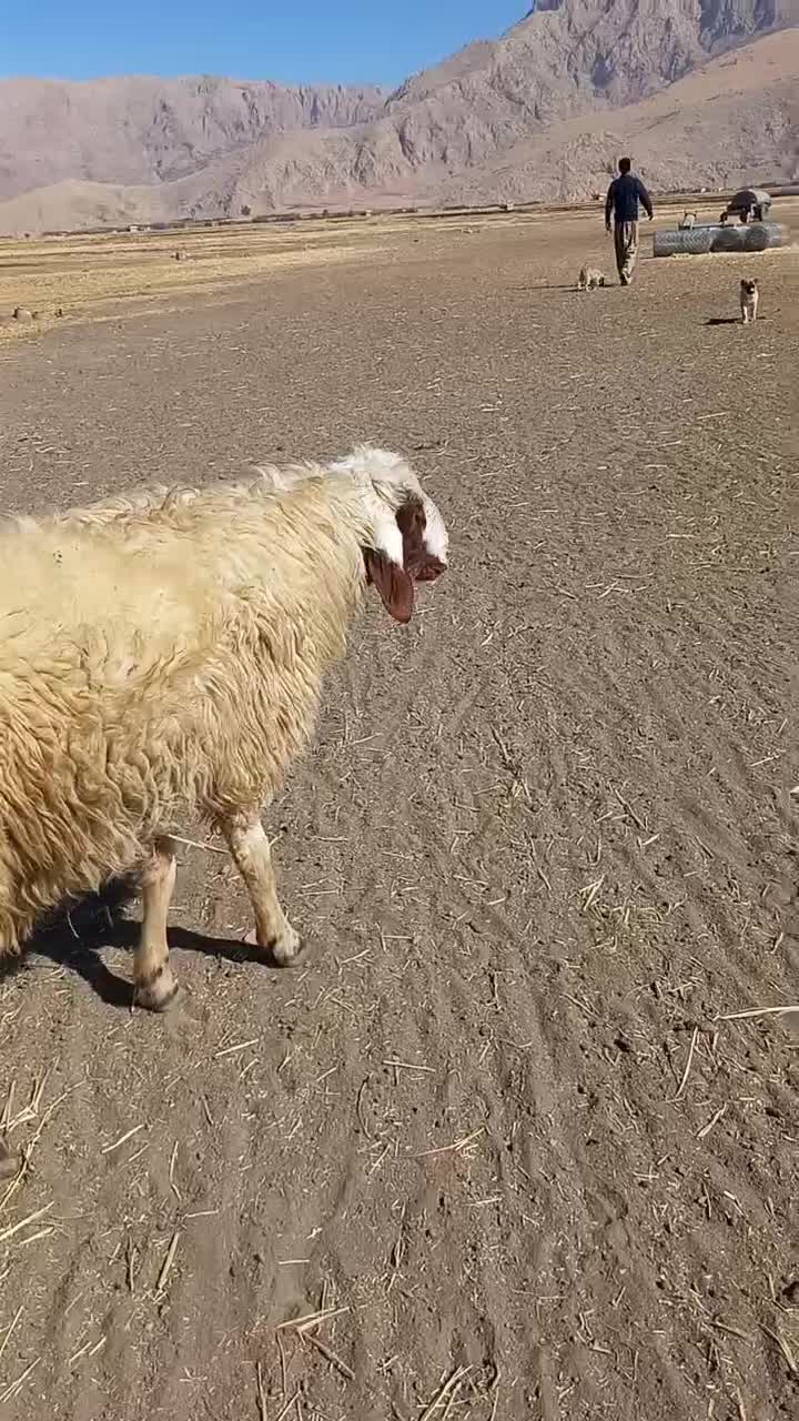 قوچ|حیوانات مزرعه|کرمانشاه, |دیوار