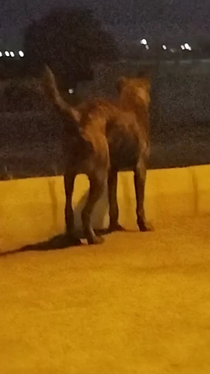 سگ کیوت|سگ|کارزان, |دیوار