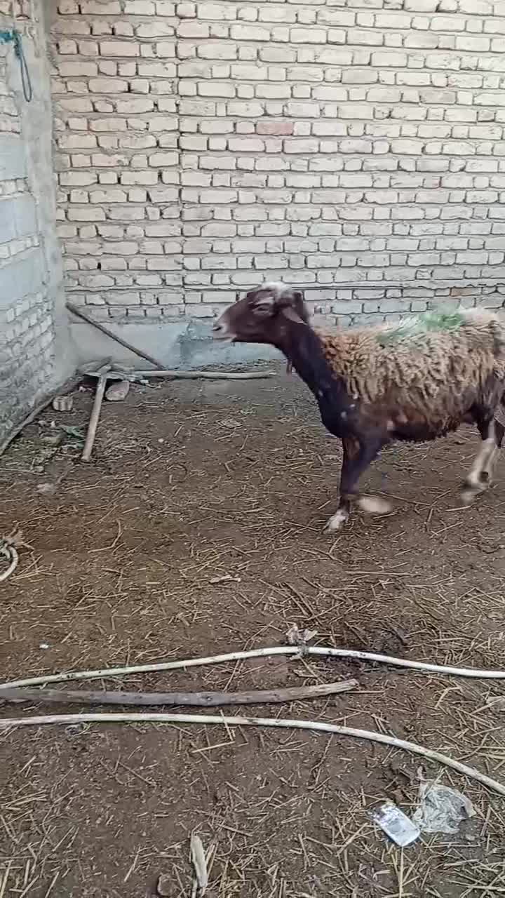 15راس گوسفند افشار بره دارجوان|حیوانات مزرعه|انبارآلوم, |دیوار