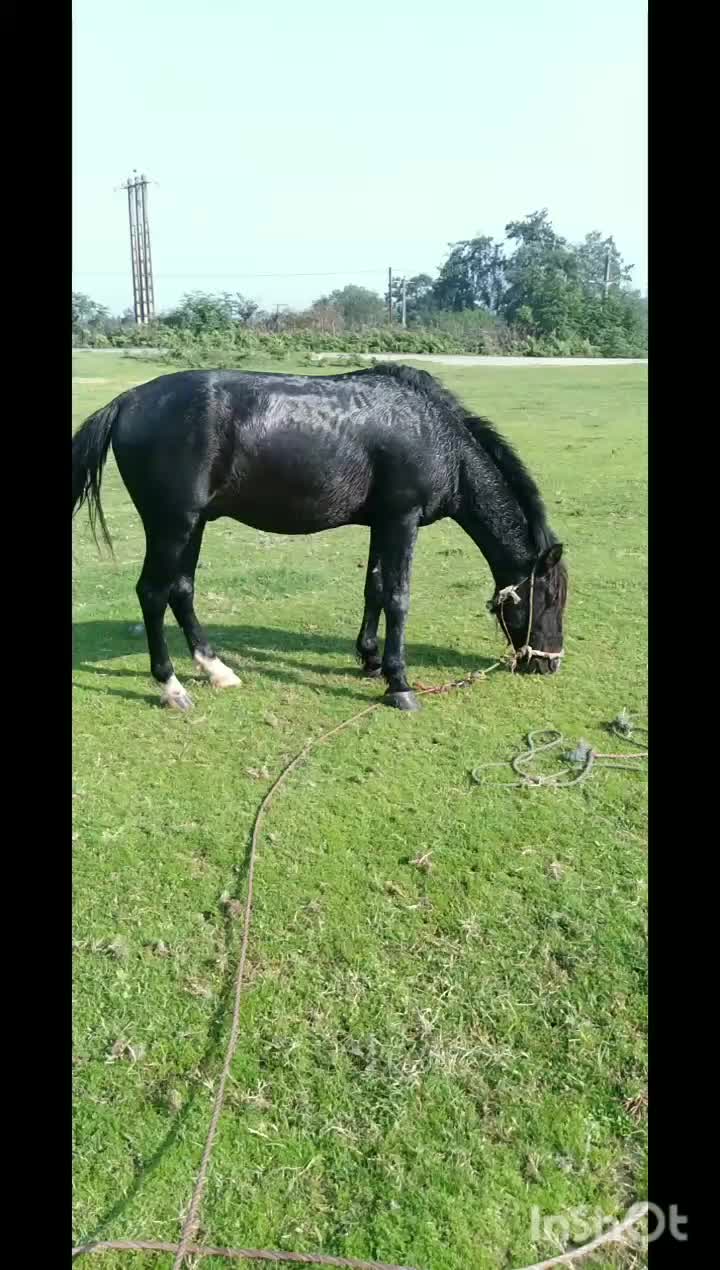 نریان سال ۸ باری سواری|اسب و تجهیزات اسبسواری|شفت, |دیوار