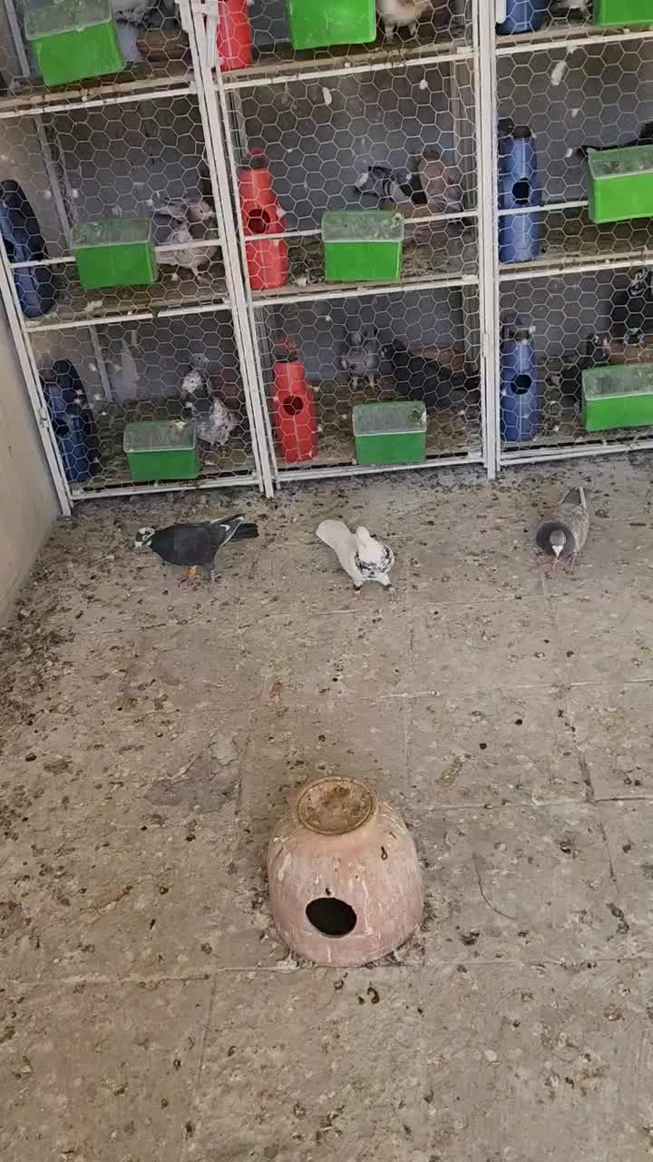 ۲۸ تا دمسفید آس|پرنده|مه ولات, |دیوار