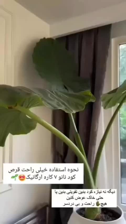 کودگل وگیاه|گل و گیاه طبیعی|اهواز, گیت بوستان|دیوار