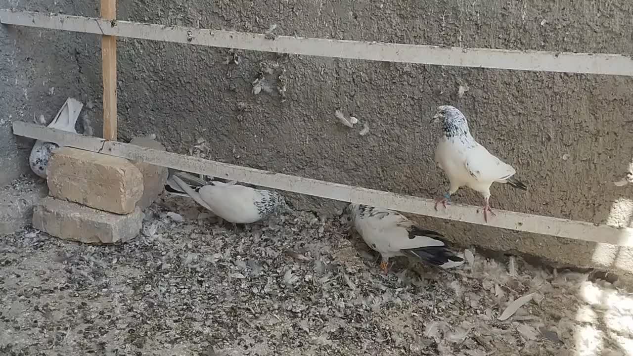 کبوتر|پرنده|معصومیه, |دیوار