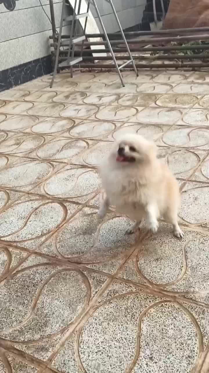 نر پامر پامرانین خرسی|سگ|اصفهان, بهارستان|دیوار