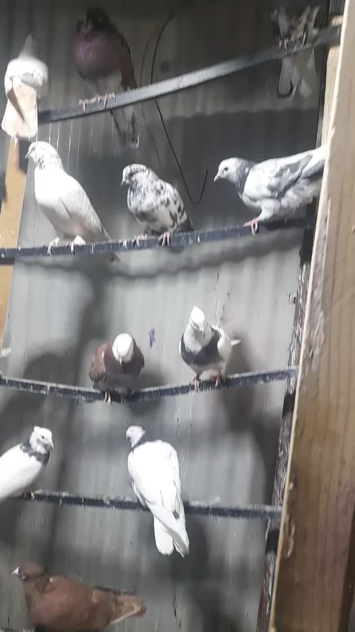 بار جدید کبوتر ۱۲۰ عدد|پرنده|ایلام, |دیوار